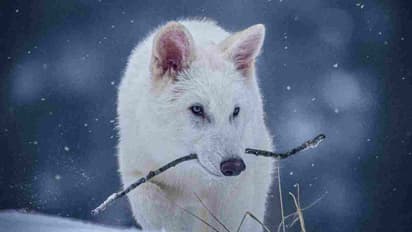 13,000 ஆண்டுகளுக்கு முன் அழிந்துபோன ஓநாயை உயிர்ப்பித்து விஞ்ஞானிகள் சாதனை! 