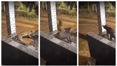 ഓടടാ...;  രാത്രി വീട്ടുമുറ്റത്തെത്തിയ പുള്ളിപ്പുലിയെ ഒറ്റ കുരയിൽ ഓടിച്ച് നായ;  അവൻ 'ഹീറോ'യെന്ന് സോഷ്യൽ മീഡിയ 