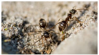 ഉറുമ്പിനെ തുരത്താൻ ബ്ലീച്ച് ഉപയോഗിക്കാറുണ്ടോ? എങ്കിൽ ഇതറിഞ്ഞിരിക്കണം