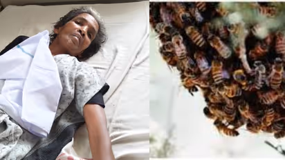 തേനീച്ച ആക്രമണത്തിൽ അങ്കണവാടി വർക്കർക്ക് പരിക്ക്; ദേഹത്താകെ കുത്തേറ്റു, രക്ഷപ്പെട്ടത് തോട്ടിൽ മുങ്ങി നിന്ന്