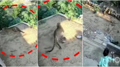  നടുക്കുന്ന സിസിടിവി ദൃശ്യങ്ങൾ പുറത്ത്; കുഞ്ഞ് കളിച്ചുകൊണ്ടിരിക്കെ മുറ്റത്തേക്ക് പാഞ്ഞെത്തി പുലി, തിരിഞ്ഞോടി