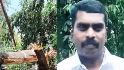 ഏലത്തോട്ടത്തിൽ ജോലിക്കിടെ വലിയ മരക്കൊമ്പ് ഒടിഞ്ഞ് വീണു, വയറിൽ തുളച്ച് കയറി; തോട്ടം സൂപ്രണ്ടിന് ദാരുണാന്ത്യം