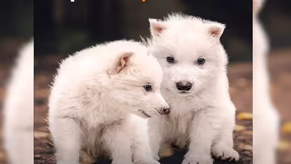 ഉള്ളത് രഹസ്യകേന്ദ്രത്തില്‍, 12500 വർഷങ്ങൾക്കുമുമ്പ് മൺമറഞ്ഞു, 'ഗെയിം ഓഫ് ത്രോൺസി'ലെ ആ ചെന്നായ്ക്കൾ തിരികെ