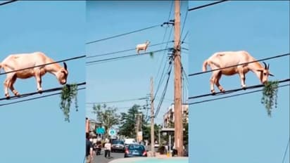 ಕರೆಂಟ್ ಕಂಬ ಏರಿದ ಮೇಕೆ :ವೀಡಿಯೋ ರಿಯಲ್ಲಾ ಫೇಕಾ ನೀವೇ ಹೇಳಿ