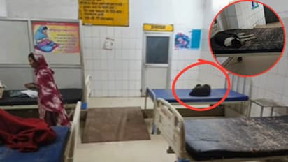 UP News: ಹೆರಿಗೆ ವಾರ್ಡ್‌ನಲ್ಲಿ ಹಾಯಾಗಿ ಮಲಗಿರುವ ಬೀದಿ ನಾಯಿಗಳು, ನಂಬರ್ ಒನ್ ಆಸ್ಪತ್ರೆಯ ಅಸಲಿ ಕಥೆ ಬಯಲು!