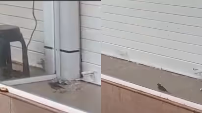 സീൽ ചെയ്ത കടയിൽ കുടുങ്ങിയ കുരുവിക്ക് ഉടൻ മോചനം; ഇടപെട്ട് ജില്ലാ കളക്ടർ, അടിയന്തരമായി കട തുറക്കാൻ നിർദേശം