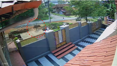 വൈകുന്നേരം സ്കൂട്ടറിൽ യാത്ര ചെയ്യവെ കാട്ടുപന്നി കുറുകെ ചാടി; അംഗൻവാടി വർക്കർക്ക് ഗുരുതര പരിക്ക്