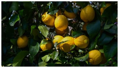 വീട്ടുമുറ്റത്തെ ചെറുനാരകം കായ്ക്കുന്നില്ല? വിഷമിക്കേണ്ട വഴിയുണ്ട്