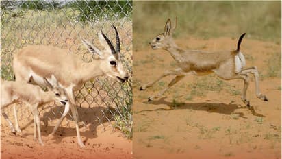സൗദി അറേബ്യയിലെ മരുഭൂമിയിൽ അപൂർവയിനം അറേബ്യൻ മാനുകൾ പിറന്നു