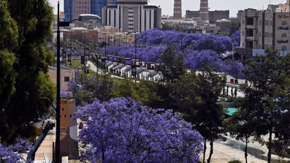 പൂവിട്ട് ജക്രാന്ത മരങ്ങൾ, ഇത് സൗദിയുടെ`മൂന്നാർ', ഒഴുകിയെത്തി സഞ്ചാരികൾ