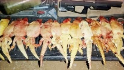 ഉടുമ്പിനെ വേട്ടയാടിയ നിരവധി പേർ ഒമാനിൽ പിടിയിൽ 