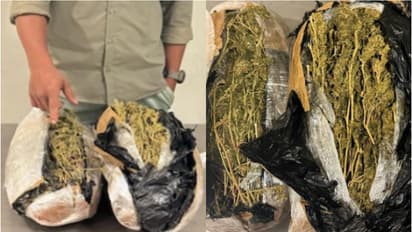 ലഗേജിലൊളിപ്പിച്ച് കടത്തി, മസ്കറ്റ് വിമാനത്താവളത്തിൽ 2.237 കിലോ കഞ്ചാവുമായി പ്രവാസി പിടിയിൽ 