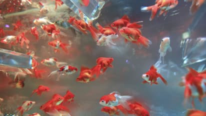 ഈ മീനുകൾ വീട്ടിലുണ്ടോ? എങ്കിൽ ശ്രദ്ധിക്കണേ 