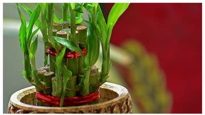 രാത്രി ഉറങ്ങാൻ പറ്റുന്നില്ലേ? എങ്കിൽ കിടപ്പുമുറിയിൽ ലക്കി ബാംബൂ വളർത്തൂ 