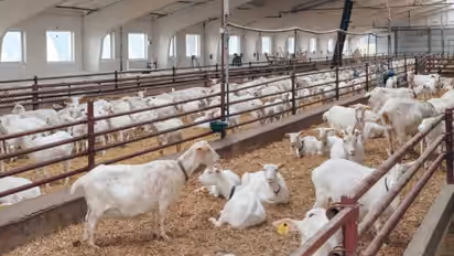 Bakri palan yojana subsidy scheme 2025 loan eligibility animal husbandry