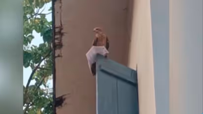 ವಿದ್ಯಾರ್ಥಿಯ ಹಾಲ್‌ ಟಿಕೆಟ್ ಕದ್ದೊಯ್ದ ಹದ್ದು: ಆಮೇಲಾಗಿದ್ದು ಪವಾಡ