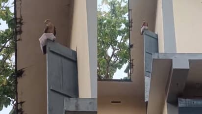 സംഭവം കാസര്‍ഗോഡ്, പരീക്ഷയ്‍ക്കെത്തിയ യുവതിയുടെ ഹാൾടിക്കറ്റ് റാഞ്ചി പരുന്ത്, തിരികെ കിട്ടാൻ പെടാപ്പാട്