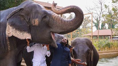 Anant ambani Vantara