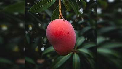 1 ಕೆಜಿ ಮಾವಿನ ಹಣ್ಣಿಗೆ 3 ಲಕ್ಷ ರೂಪಾಯಿ; ಇದು ಜಗತ್ತಿನ ದುಬಾರಿ ಮಾವು