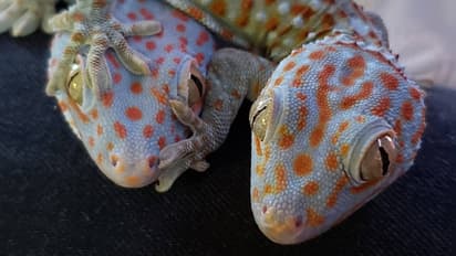 ಈ ಹಲ್ಲಿ BMW-ಮರ್ಸಿಡಿಸ್ ಕಾರಿಗಿಂತ ದುಬಾರಿ, ಹಿಡಿದ್ರೆ ಸಿಗುತ್ತೆ ಶಿಕ್ಷೆ!