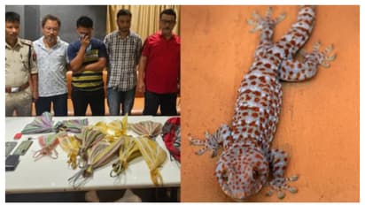 ബാഗ് പരിശോധിച്ചപ്പോൾ 11 കൂറ്റൻ പല്ലികൾ, ഓരോന്നിനും വില 60 ലക്ഷംവീതം, കള്ളക്കടത്ത് നീക്കം പൊളിച്ച് അസം പൊലീസ്