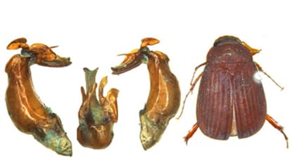 Mizoram to Kerala: Six new beetle species discovered, revealing India's untapped biodiversity