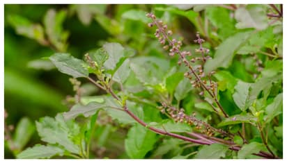 വീട്ടിൽ തുളസി ചെടിയുണ്ടോ ഇല്ലെങ്കിൽ ഉടനെ വളർത്തിക്കോളൂ; കാരണം ഇതാണ്  