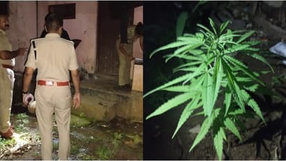 പെരുമ്പാവൂര് നഗരത്തില് വീണ്ടും കഞ്ചാവ് ചെടി; ആര് നട്ടതെന്ന് അറിയാതെ പൊലീസ്, അന്വേഷണം ഇതര സംസ്ഥാനക്കാരിലേക്ക്