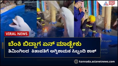 ತಿಮಿಂಗಿಲದ ಕಿತಾಪತಿಗೆ ಬೆಸ್ತು ಬಿದ್ದ ಅಗ್ನಿಶಾಮಕ ಸಿಬ್ಬಂದಿ