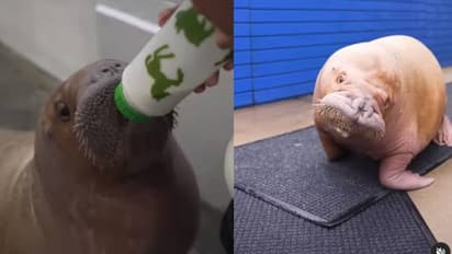 ദേഹം നിറയെ മുറിവുകൾ, കൂടെ അമ്മയില്ല, അവർ കുപ്പിപ്പാലൂട്ടി, ചേർത്തുപിടിച്ചു ചൂടേകി, 'ഉകി' പുതുജീവിതത്തിലേക്ക്