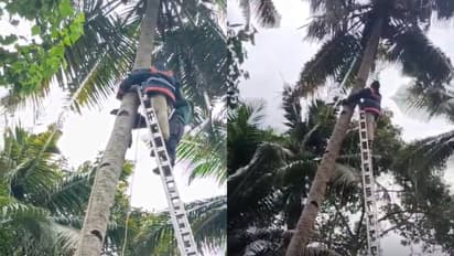 അമ്പോ, പെട്ടു! തേങ്ങയിടാൻ കയറിയതേ ഓർമയുള്ളൂ, കടന്നൽ കൂടിളകി വന്നു; രക്ഷകരായെത്തി അഗ്നിരക്ഷാസേന