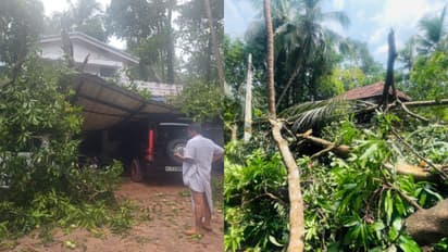 കാറ്റും മഴയും: കാട്ടകാമ്പാലിലും കൊച്ചന്നൂരിലും വ്യാപക നാശനഷ്ടം