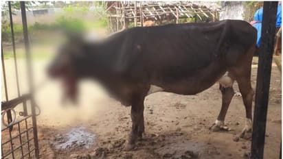 പൊറോട്ടയിൽ പൊതിഞ്ഞുവെച്ച പന്നിപടക്കം കടിച്ചു; വായിലിരുന്ന് പടക്കം പൊട്ടി പശുവിന് പരിക്ക്