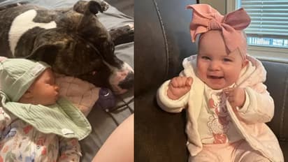 വളർത്തുനായയുടെ കലിയിൽ പിഞ്ചുകുഞ്ഞിന് ദാരുണാന്ത്യം, 7മാസം പ്രായമുള്ള കുഞ്ഞിനെ കടിച്ചുകീറി പിറ്റ്ബുൾ