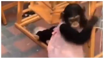 സന്ദർശകരെ ആകർഷിക്കാൻ ചിമ്പാൻസി കുഞ്ഞിനെ മനുഷ്യക്കുട്ടിയെ പോലെ അണിയിച്ചൊരുക്കി; മൃഗശാലക്കെതിരെ വിമർശനം