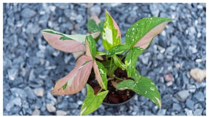 ഇതാണ് സിഗോണിയം റെഡ് സ്പോട്ട് ട്രൈകളർ 