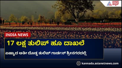 ಮತ್ತೊಂದು ದಾಖಲೆ ಬರೆದ ಶ್ರೀನಗರದ ತುಲಿಪ್ ಗಾರ್ಡನ್, ಅರಳಿತು 17 ಲಕ್ಷ ಹೂವು