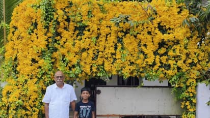 കണിക്കൊന്നയുടെ അപരന്‍, വിഷു പൊലിപ്പിച്ച് മജീദിന്‍റെ ക്യാറ്റ്സ് ക്ലോ; 5 സെന്‍റിലെ വിസ്മയം