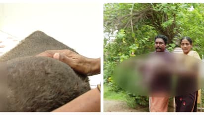 തൊടുപുഴയിൽ വളർത്തുനായയെ വെട്ടിപ്പരിക്കേൽപിച്ച് ഉടമ; വിളിച്ചിട്ട് അടുത്തേക്ക് വരാത്തതിനാൽ ക്രൂരത; കേസെടുത്തു