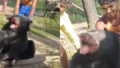 Viral Video : వీళ్లసలు మనుషులేనా ... ఓ మూగజీవిని పట్టుకుని ఇంతలా హింసిస్తారా..!