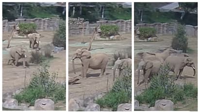 ഭൂകമ്പ സൂചന; സുരക്ഷാ വലയം തീര്‍ത്ത് കുട്ടിയാനയെ സംരക്ഷിക്കുന്ന ആനക്കൂട്ടം, വീഡിയോ വൈൽ