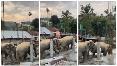 ഇതോ വികസനം, അതോ ഭ്രാന്തോ?; ആനത്താരയില്‍ പണിയുന്ന കെട്ടിടത്തിന് മുകളിലൂടെ നടന്ന് ആനക്കൂട്ടം, വീഡിയോ വൈറല്‍ 