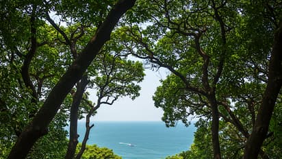 Mumbai Forest Walkway6 Mumbai Forest Walkway6