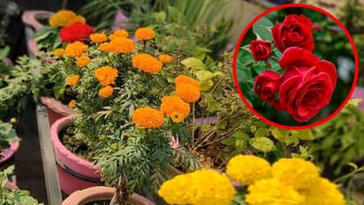 Marigold to Rose: 7 vibrant Summer flower plants to decorate your garden