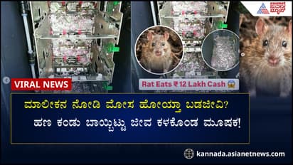  12 ಲಕ್ಷ  ಗರಿಗರಿ ನೋಟು ಗುಳುಂ ಮಾಡಿ ಪ್ರಾಣ ಬಿಟ್ಟ ಇಲಿ!  