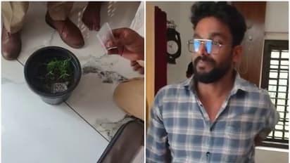 വീടിന്റെ രണ്ടാം നിലയിലെ കിടപ്പുമുറിയിൽ ചെന്നുനോക്കിയപ്പോൾ ചെടിച്ചട്ടികൾ; 32കാരന്റെ കഞ്ചാവ് കൃഷി പിടികൂടി