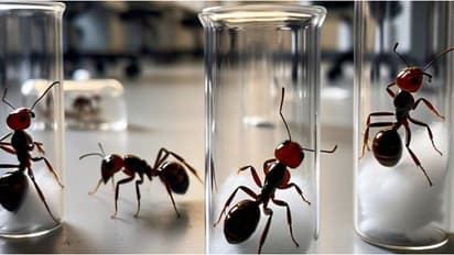 പഞ്ഞി നിറച്ച രണ്ടായിരത്തിലധികം ടെസ്റ്റ് ട്യൂബുകൾ, കടത്തിയത് 5000 ഉറുമ്പുകളെ! നാല് പേർ പിടിയിൽ