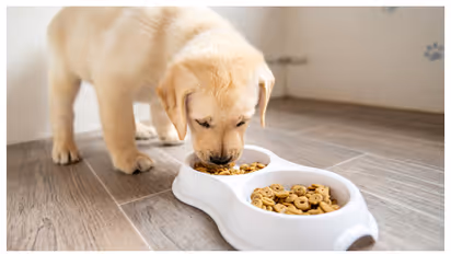 Vets Warn: Dangerous Easter Treats That Could Harm Dogs