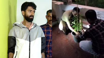 രഹസ്യ വിവരത്തില്‍ പരിശോധന; വാടക വീട്ടില്‍ നിന്ന് അക്കൗണ്ട് ജനറൽ ഓഫീസിലെ ഉദ്യോഗസ്ഥന്‍റെ കഞ്ചാവ് കൃഷി പിടിയിലായി