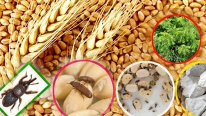 home tips and tricks store wheat